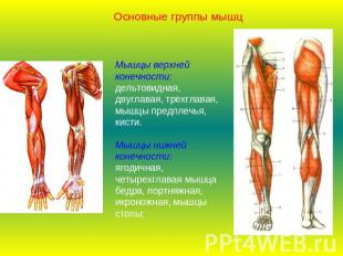 Основные группы мышцМышцы верхней конечности:дельтовидная, двуглавая, трехглавая