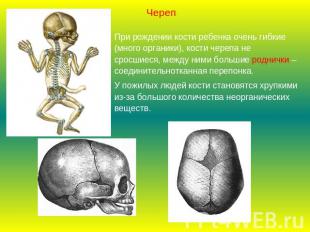 ЧерепПри рождении кости ребенка очень гибкие (много органики), кости черепа не с