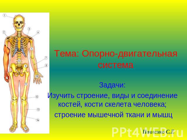 Тема: Опорно-двигательная система Задачи:Изучить строение, виды и соединение костей, кости скелета человека; строение мышечной ткани и мышц