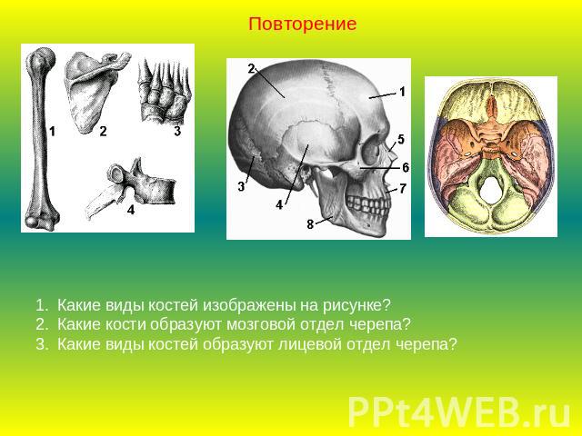 ПовторениеКакие виды костей изображены на рисунке?Какие кости образуют мозговой отдел черепа?Какие виды костей образуют лицевой отдел черепа?