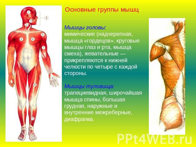 Основные группы мышцМышцы головы:мимические (надчерепная, мышца «гордецов», круговые мышцы глаз и рта, мышца смеха), жевательные — прикрепляются к нижней челюсти по четыре с каждой стороны.Мышцы туловища:трапециевидная, широчайшая мышца спины, больш…