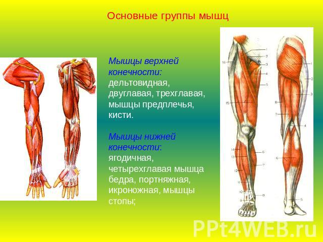 Основные группы мышцМышцы верхней конечности:дельтовидная, двуглавая, трехглавая, мышцы предплечья, кисти.Мышцы нижней конечности:ягодичная, четырехглавая мышца бедра, портняжная, икроножная, мышцы стопы;