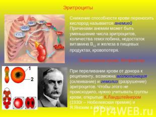 ЭритроцитыСнижение способности крови переносить кислород называется анемией. При