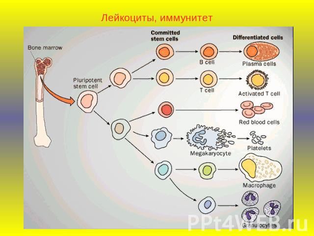 Лейкоциты, иммунитет
