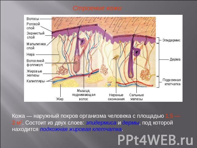 Анатомия кожи презентация