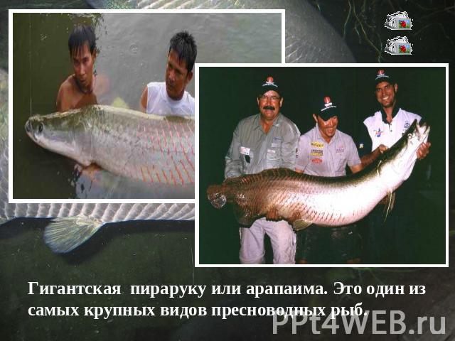 Гигантская пираруку или арапаима. Это один из самых крупных видов пресноводных рыб.