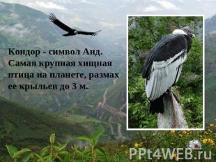 Кондор - символ Анд. Самая крупная хищная птица на планете, размах ее крыльев до