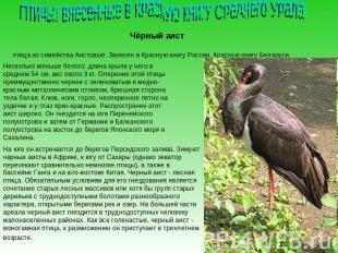 Птицы, внесенные в Красную книгу Среднего УралаЧёрный аист птица из семейства Аи