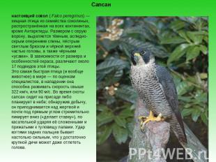 Сапсан настоящий сокол ( Falco peregrinus) — хищная птица из семейства соколиных