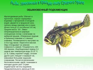 Рыбы, занесенные в Красную книгу Среднего УралаОБЫКНОВЕННЫЙ ПОДКАМЕНЩИКМалоподви