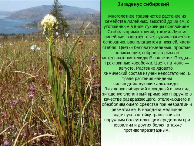 Зигаденус сибирскийМноголетнее травянистое растение из семейства лилейных, высотой до 88 см, с утолщенным в виде луковицы основанием. Стебель прямостоячий, тонкий. Листья линейные, заостренные, суживающиеся к основанию, располагаются в нижней, части…