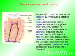 Пищеварение в ротовой полостиКаждый зуб состоит из трех частей: коронки, выступа