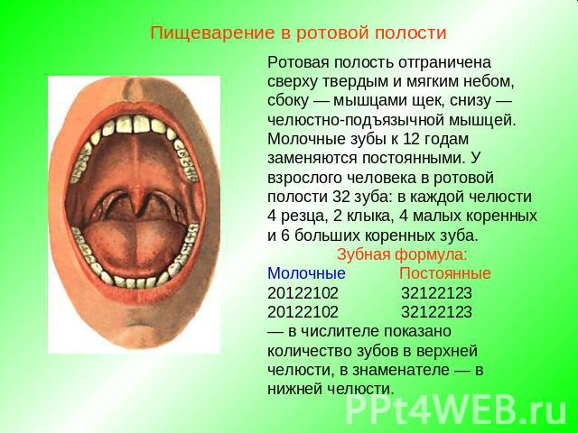 Пищеварение в ротовой полостиРотовая полость отграничена сверху твердым и мягким небом, сбоку — мышцами щек, снизу — челюстно-подъязычной мышцей.Молочные зубы к 12 годам заменяются постоянными. У взрослого человека в ротовой полости 32 зуба: в каждо…