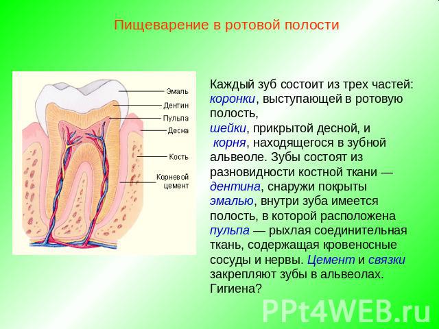 Пищеварение в ротовой полостиКаждый зуб состоит из трех частей: коронки, выступающей в ротовую полость, шейки, прикрытой десной, и корня, находящегося в зубной альвеоле. Зубы состоят из разновидности костной ткани — дентина, снаружи покрыты эмалью, …