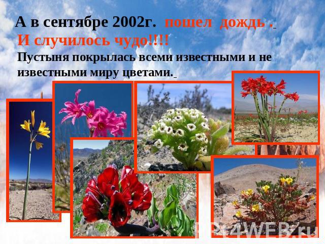 А в сентябре 2002г. пошел дождь . И случилось чудо!!!!Пустыня покрылась всеми известными и не известными миру цветами.