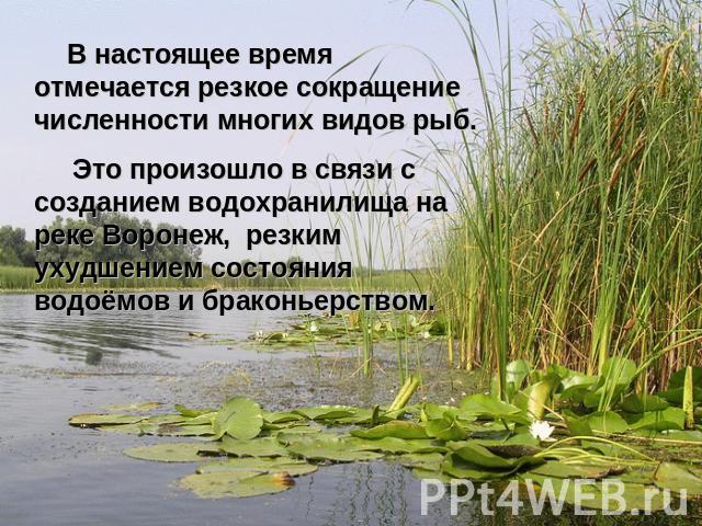 В настоящее время отмечается резкое сокращение численности многих видов рыб. Это произошло в связи с созданием водохранилища на реке Воронеж, резким ухудшением состояния водоёмов и браконьерством.