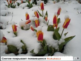 Снегом покрывает появившиеся тюльпаны