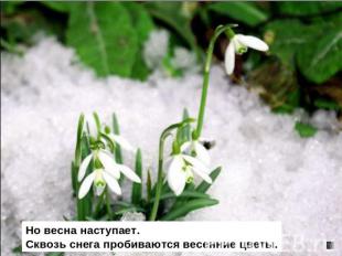 Но весна наступает.Сквозь снега пробиваются весенние цветы.