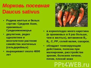 Морковь посевная Daucus sativus Родина желтых и белых сортов: Средняя Азия, оран