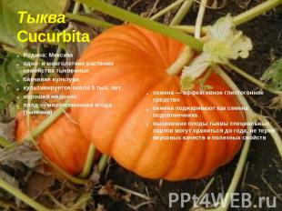 Тыква Cucurbita Родина: Мексика одно- и многолетние растения семейства тыквенных