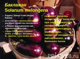 Баклажан Solanum melongena Родина: Южная Азия (Индия, Бирма) многолетнее самоопы