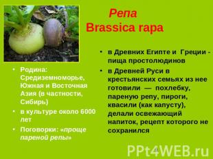 Репа Brassica rapa Родина: Средиземноморье, Южная и Восточная Азия (в частности,