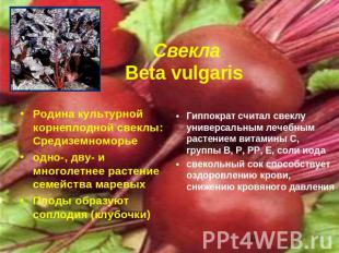 СвеклаBeta vulgaris Родина культурной корнеплодной свеклы: Средиземноморьеодно-,