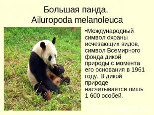 Большая панда. Ailuropoda melanoleuca Международный символ охраны исчезающих вид