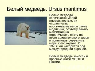 Белый медведь. Ursus maritimus Белые медведи отличаются малой плодовитостью, их