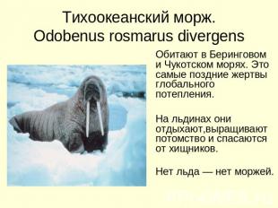 Тихоокеанский морж. Odobenus rosmarus divergens Обитают в Беринговом и Чукотском