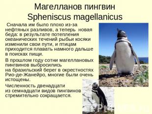 Магелланов пингвин Spheniscus magellanicus Сначала им было плохо из-за нефтяных