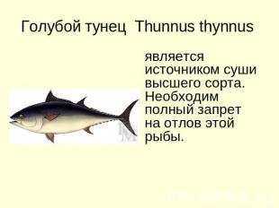 Голубой тунец Thunnus thynnus является источником суши высшего сорта. Необходим