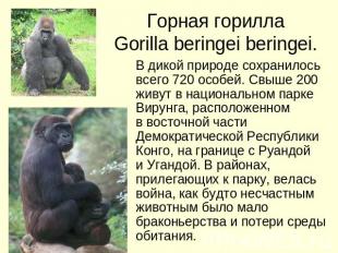 Горная горилла Gorilla beringei beringei. В дикой природе сохранилось всего 720