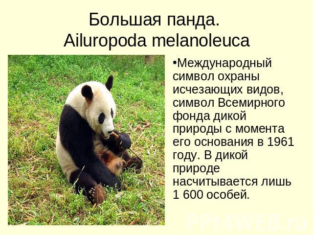 Большая панда. Ailuropoda melanoleuca Международный символ охраны исчезающих видов, символ Всемирного фонда дикой природы с момента его основания в 1961 году. В дикой природе насчитывается лишь 1 600 особей.