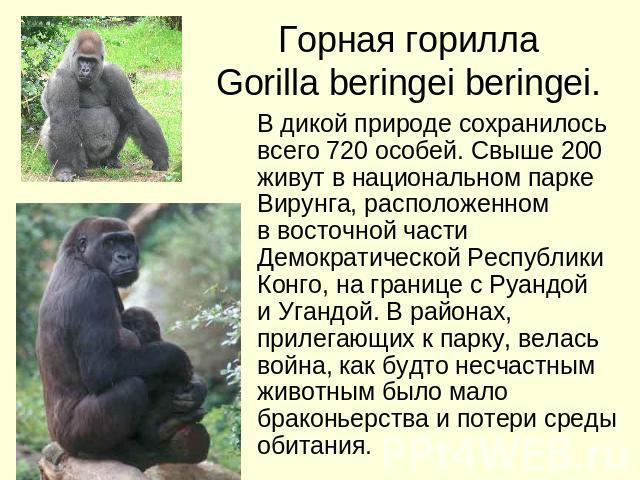 Горная горилла Gorilla beringei beringei. В дикой природе сохранилось всего 720 особей. Свыше 200 живут в национальном парке Вирунга, расположенном в восточной части Демократической Республики Конго, на границе с Руандой и Угандой. В районах, прилег…