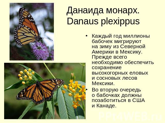 Данаида монарх. Danaus plexippus Каждый год миллионы бабочек мигрируют на зиму из Северной Америки в Мексику. Прежде всего необходимо обеспечить сохранение высокогорных еловых и сосновых лесов Мексики. Во вторую очередь о бабочках должны позаботитьс…