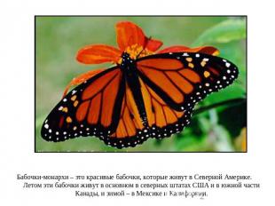 Бабочки-монархи – это красивые бабочки, которые живут в Северной Америке. Летом