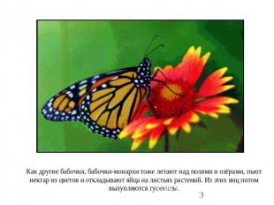 Как другие бабочки, бабочки-монархи тоже летают над полями и озёрами, пьют некта