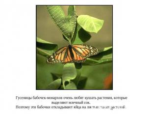 Гусеницы бабочек-монархов очень любят кушать растения, которые выделяют млечный