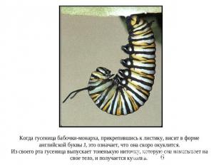 Когда гусеница бабочки-монарха, прикрепившись к листику, висит в форме английско