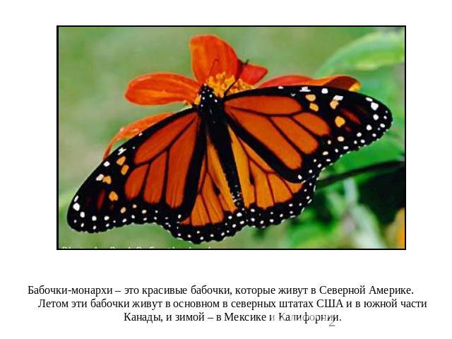 Бабочки-монархи – это красивые бабочки, которые живут в Северной Америке. Летом эти бабочки живут в основном в северных штатах США и в южной части Канады, и зимой – в Мексике и Калифорнии.