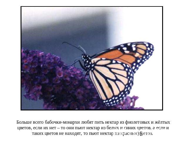 Больше всего бабочки-монархи любят пить нектар из фиолетовых и жёлтых цветов, если их нет – то они пьют нектар из белых и синих цветов, а если и таких цветов не находят, то пьют нектар из красных цветов.