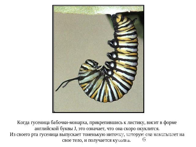 Когда гусеница бабочки-монарха, прикрепившись к листику, висит в форме английской буквы J, это означает, что она скоро окуклится.Из своего рта гусеница выпускает тоненькую ниточку, которую она наматывает на свое тело, и получается куколка.