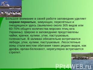 Большое внимание в своей работе заповедник уделяет охране пернатых, зимующих, пе