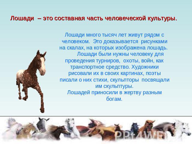 Лошади – это составная часть человеческой культуры. Лошади много тысяч лет живут рядом с человеком. Это доказывается рисунками на скалах, на которых изображена лошадь. Лошади были нужны человеку для проведения турниров, охоты, войн, как транспортное…