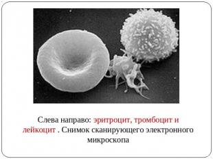 Слева направо: эритроцит, тромбоцит и лейкоцит . Снимок сканирующего электронног