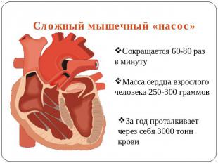Сложный мышечный «насос» Сокращается 60-80 раз в минуту Масса сердца взрослого ч