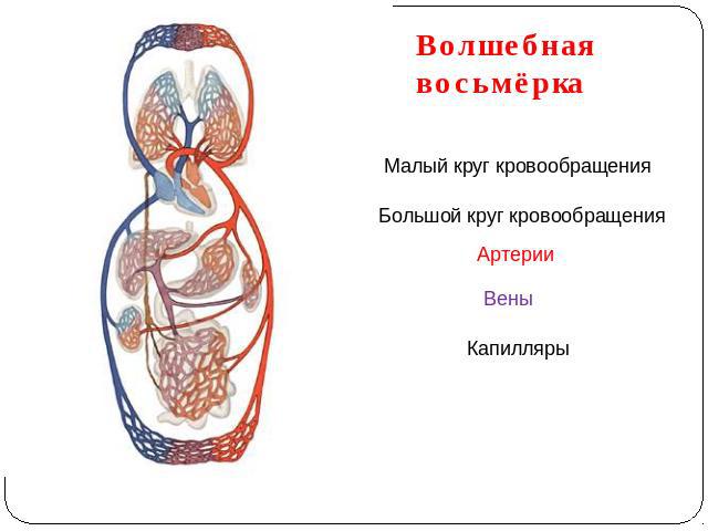 Волшебная восьмёрка Малый круг кровообращения Большой круг кровообращения АртерииВеныКапилляры