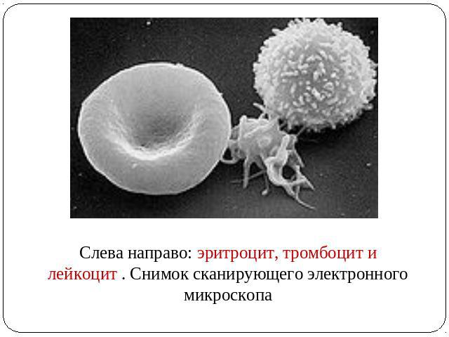 Слева направо: эритроцит, тромбоцит и лейкоцит . Снимок сканирующего электронного микроскопа