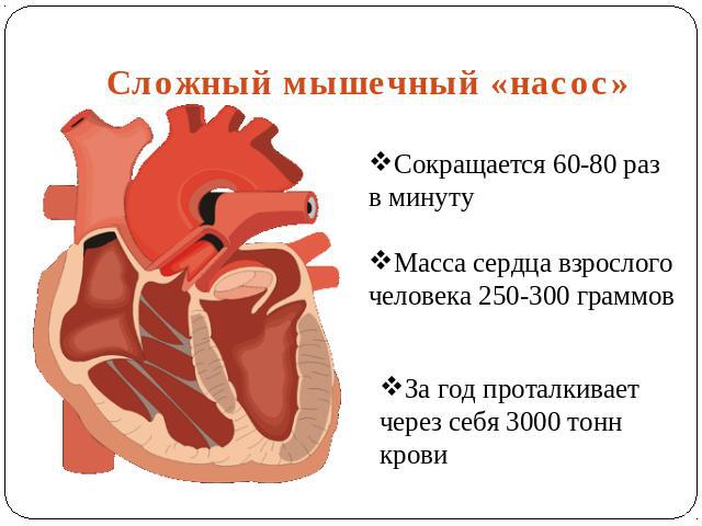 Сложный мышечный «насос» Сокращается 60-80 раз в минуту Масса сердца взрослого человека 250-300 граммовЗа год проталкивает через себя 3000 тонн крови